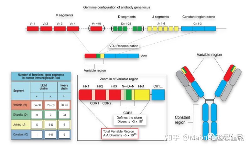 生物技术研发:未来科技发展的新引擎
